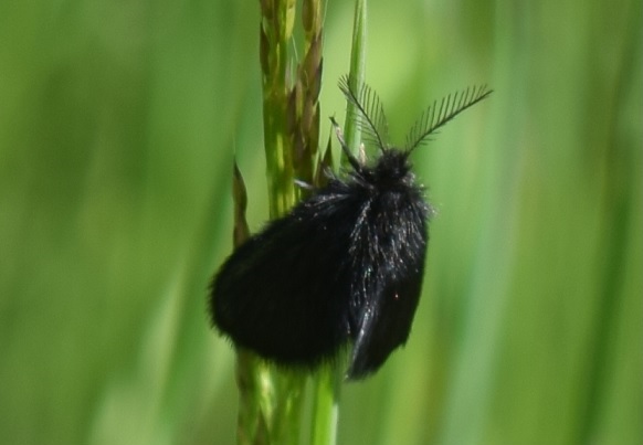Epichnopterix plumella (Psychidae)?...   Epichnopterix sp.